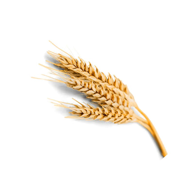BARLEY