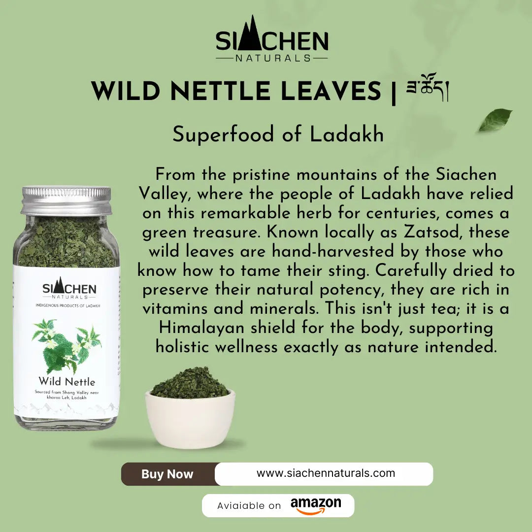 Wild Nettle Leaves Superfood of Ladakh infographic by Siachen Naturals showing dried herb jar and benefits